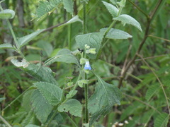 Salvia misella