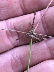 Cyperus gracilis