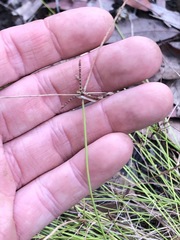Cyperus gracilis