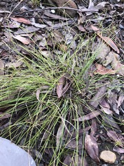 Cyperus gracilis