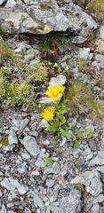 Doronicum clusii