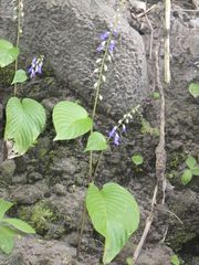 Rhynchoglossum