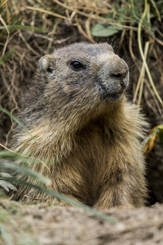 Alpine Marmot