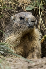 Alpine Marmot photo 2