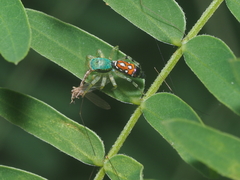 Cosmophasis valerieae