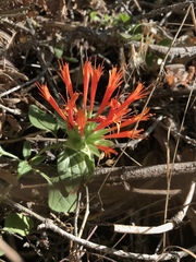 Monardella macrantha hallii