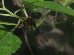 Amata huebneri