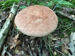 Tylopilus indecisus