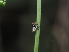 Ptocasius weyersi