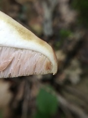 Tylopilus indecisus