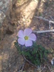 Oxalis comosa