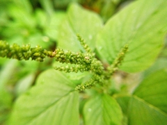 Amaranthus viridis