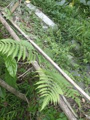 Pteris tripartita