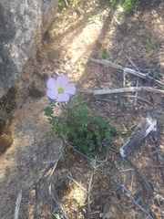 Oxalis comosa