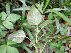 Amaranthus viridis