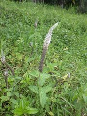 Pogostemon auricularius