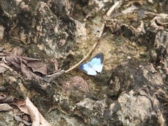 Hypolycaena othona