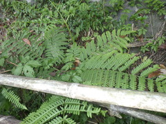 Pteris tripartita
