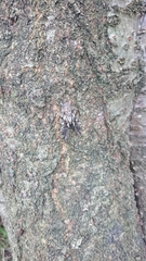 Platypleura kaempferi