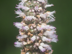 Pogostemon auricularius