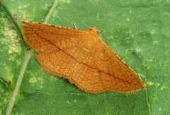 Striglina cancellata