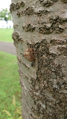 Platypleura kaempferi