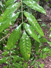 Flindersia xanthoxyla