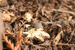 Geastrum tenuipes