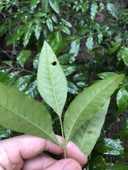 Flindersia xanthoxyla
