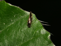 Caecilius fuscopterus