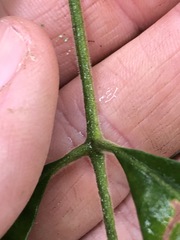 Flindersia xanthoxyla