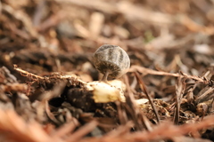 Geastrum tenuipes
