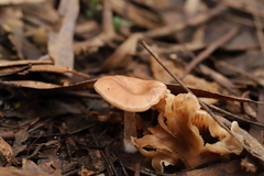 Singerocybe clitocyboides