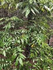 Flindersia xanthoxyla