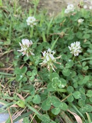 Trifolium repens