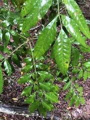 Flindersia xanthoxyla