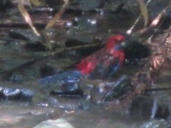 Platycercus elegans elegans