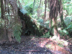 Platycercus elegans elegans