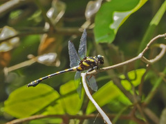 Ictinogomphus decoratus