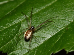 Neriene peltata