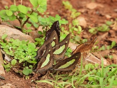 Polyura
