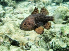 Apogonichthyoides niger