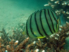 Chaetodon octofasciatus