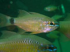 Ostorhinchus fleurieu