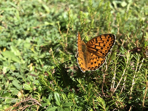 Dark Green Fritillary photo 4