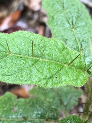 Solanum stelligerum