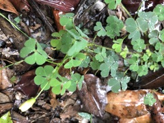 Oxalis chnoodes