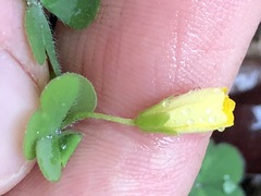 Oxalis chnoodes