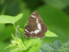 Limenitis glorifica