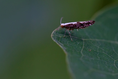 Argyresthia conjugella